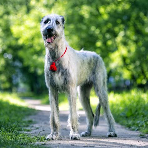 Irish Wolfhound Portrait Stock Image Image Of Beauty 169381301