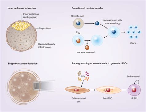 Pluripotent Stem Cells The Last 10 Years Regenerative Medicine
