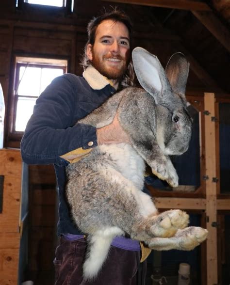 Continental Giant Rabbit For Sale Canada Be A Terrific Memoir Picture