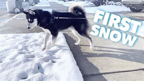 Puppy Experiences Snow For The First Time Funny Reaction Youtube