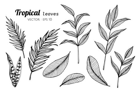 Collection Set Of Tropical Leaves Drawing Illustration 417370 Vector