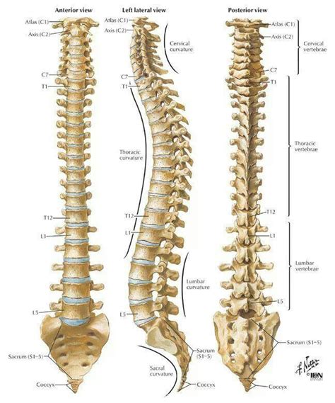 Related posts of human back bones radius bone ppt. Vertebrae - consist of 33 small bones | Spinal cord ...