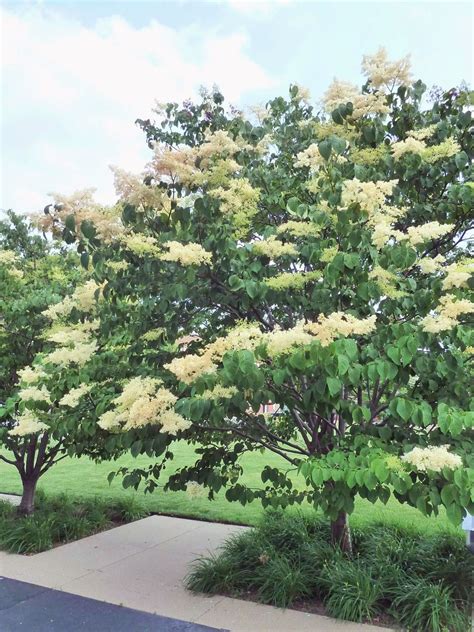 20 Tough Trees For Midwest Lawns Landscape Trees Small Ornamental