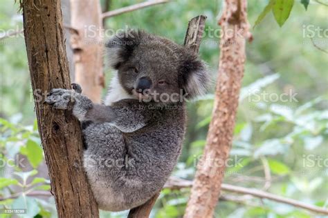 A Baby Koala Sleeping In A Tree Stock Photo Download Image Now Istock