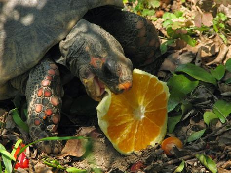 Jabuti Pode Comer Cenoura Crua