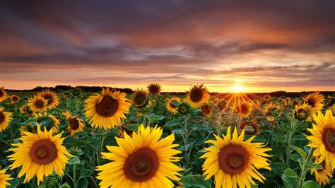Sunflowers Field During Sunrise Under Black White Clouds Sky Hd