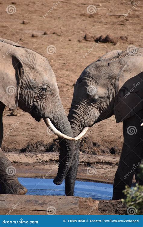 Closeup Of An Elephant Couple In Addo Elephant Park In Colchester