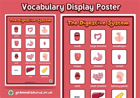 The Digestive System Large Vocabulary Poster Grammarsaurus
