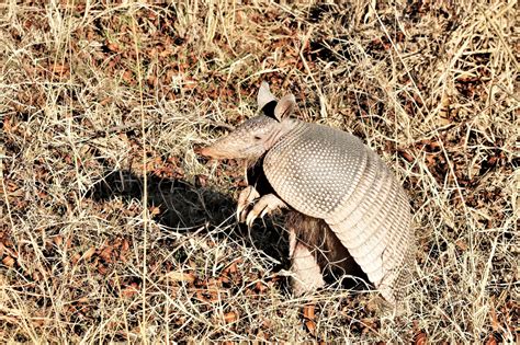Nine Banded Armadillo Standing Up Free Stock Photo Public Domain Pictures