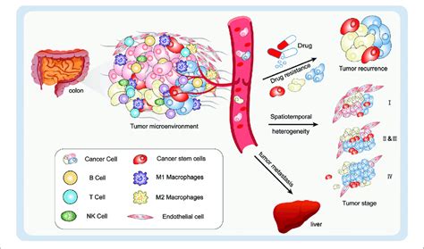 Illustration Of The Heterogeneity Of A Tumor Cancer Cells Immune