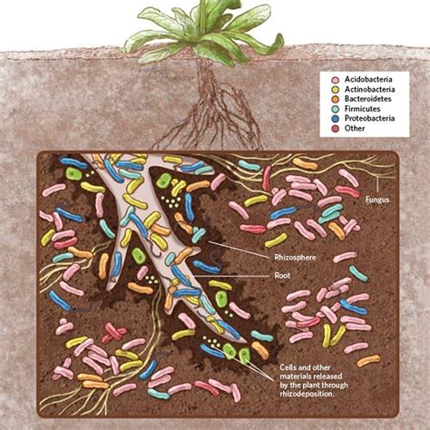 Soil Microbes Are Crucial To The Health Of Your Plants They Help