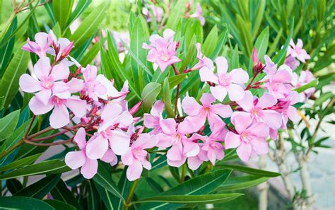 Oleander Poisoning In Dogs Symptoms Causes Diagnosis Treatment