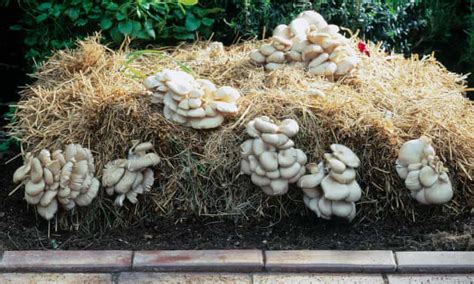How To Grow Oyster Mushrooms At Home Gardening Advice The Guardian