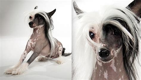 Chinese Crested Dog Breed Selector Animal Planet