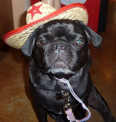 Pug puppies are incredibly popular, so getting your hands on one available for adoption might be difficult. Pin by Shannon Smith on Birthdays and stuff | Visit austin ...