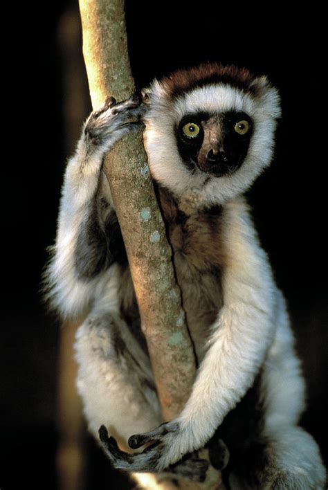 Verraeauxs Sifaka Lemur Photograph By Tony Camachoscience Photo