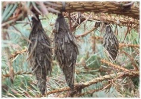While we have seen them on a variety of plants like roses and hawthorns. Bagworms - Life Cycle, Habitat, Pictures, Treatment and ...