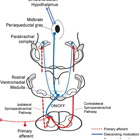 The Pag Rvm Descending Pain Modulating Pathway Exerts Facilitatory And Download Scientific