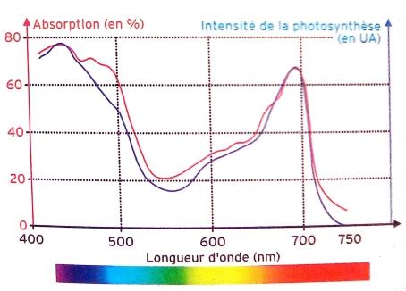 Exercice Le spectre d action de la chlorophylle SVT Première C et D