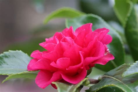 ~Camellia sasanqua "Dwarf Shishi" White Camellia, Picture Tree, Garden