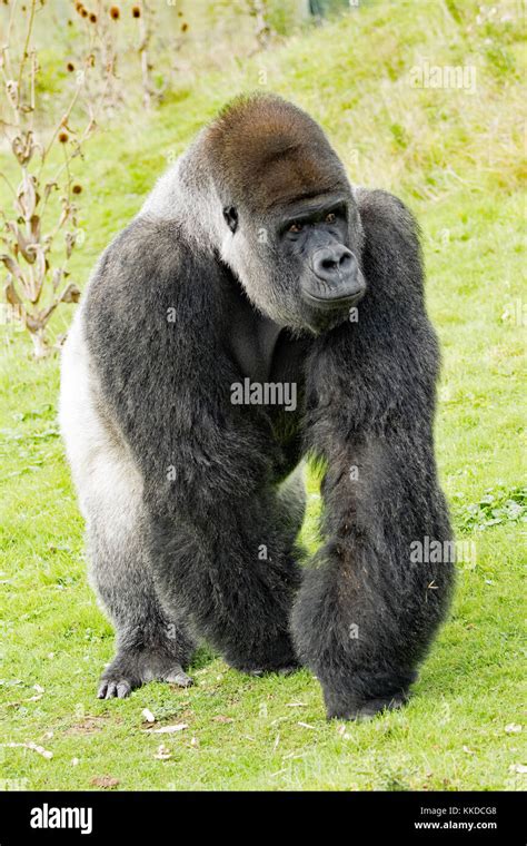 Adult Alpha Male Silverback Gorilla Resident At Port Lympne Reserve In