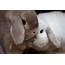 Bunny  Rabbits Photo 30656834 Fanpop