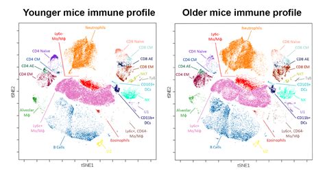 And prevention (cdc) announced the meeting on thursday, set for june 18, where its advisers will address cases of myocarditis, or inflammation of the heart muscle, in. Engineering immunity: Profiling COVID-19 immune responses and developing a vaccine - The ...