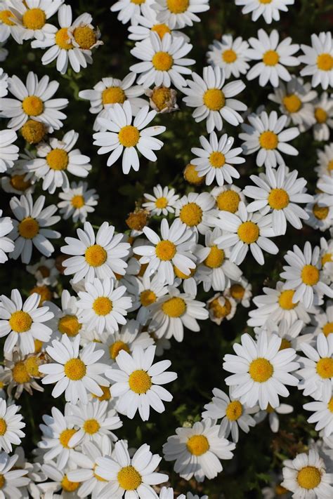 Flowers White Flower Plants Free Photo On Pixabay Pixabay
