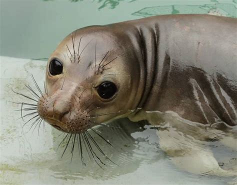 The Marine Mammal Center Home