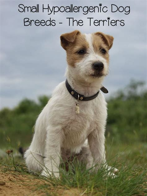 Small Terrier Breeds Pictures