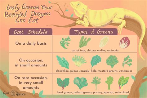 Leafy Green Vegetables To Feed Your Bearded Dragon