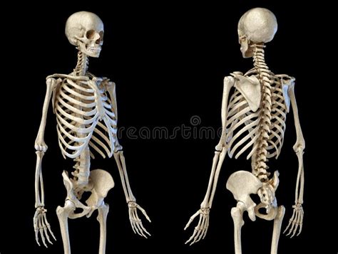 Human Male Skeleton 34 Figure Front And Back Perspective Views Stock
