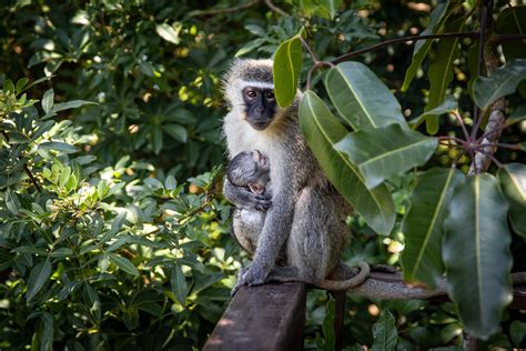 10 Unusual Things to Do in Phuket - Prince Nomad Life