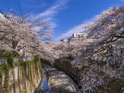 Cherry Blossoms 2023 The Best Places To See Sakura In Tokyo