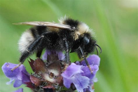 The Short Haired Bumblebee Bombus Subterraneus Bee Bumble Bee