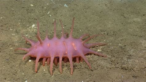 Weirdly Alien Looking Sea Creatures Discovered From The