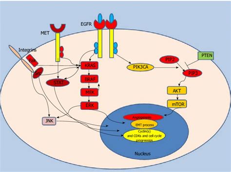 Epidermal Growth Factor Receptor Signaling Along With Co Activated