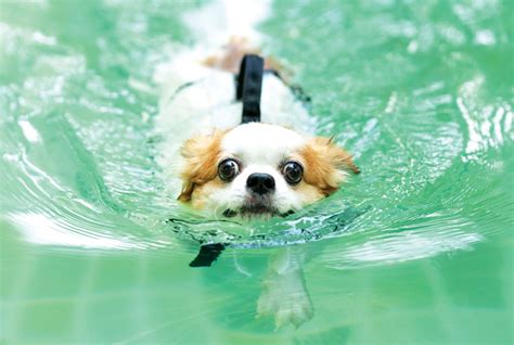 How Long Can Dogs Swim