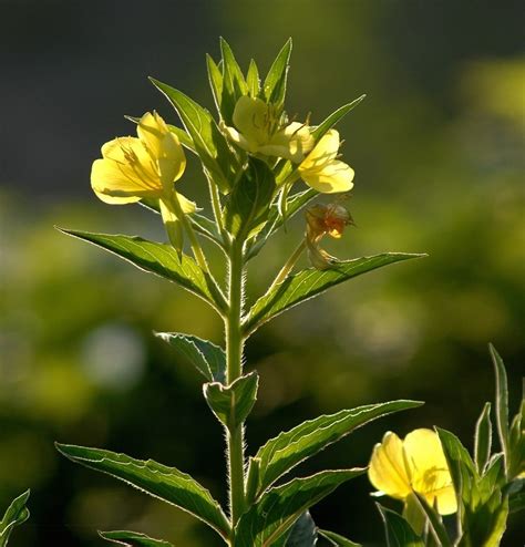 Evening Primrose Herb Plants Kailash Herbs
