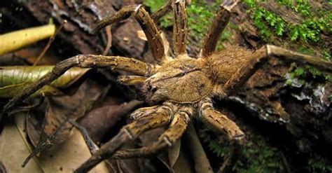 13 Disturbing Spider Facts That Will Make You More Scared
