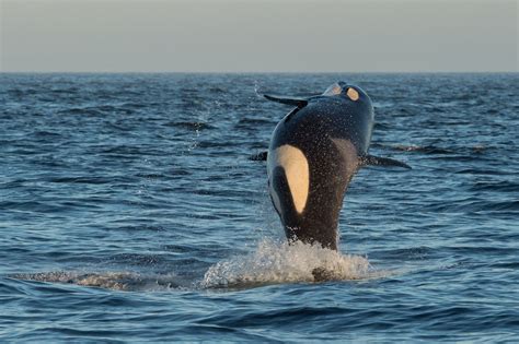 Best Time For Whale Watching In British Columbia 2023 Roveme