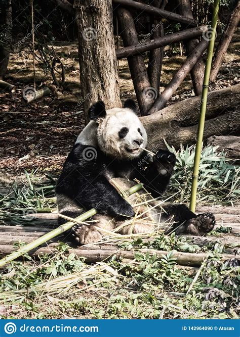 Giant Panda Bear Eating Bamboo Stock Photo Image Of Adipose Living
