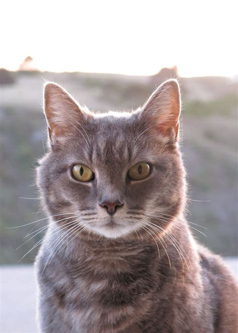 Grey Tabby Cat Dopmarket