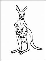 Canguro Disegni Wallaby Canguru Kleurplaat Kangaroo Kangoeroe sketch template