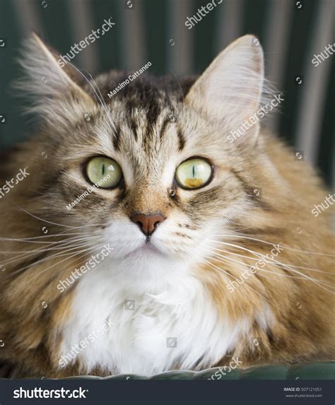 Brown White Cat Of Siberian Breed Stock Photo 507121051
