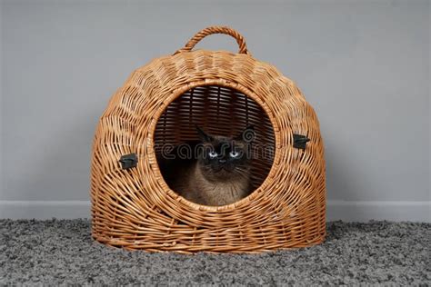 Cat Resting In Wicker Basket Stock Photo Image Of Pedigree Purebred