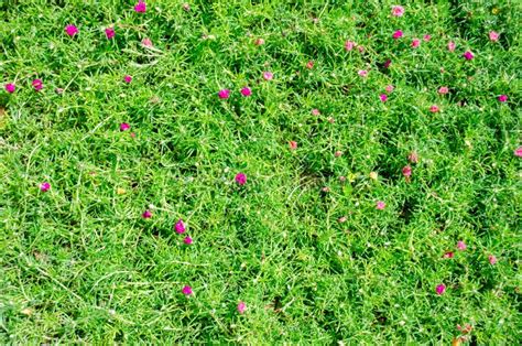 Seamless Texture Pink Flowers Stock Photos Download 3178 Royalty