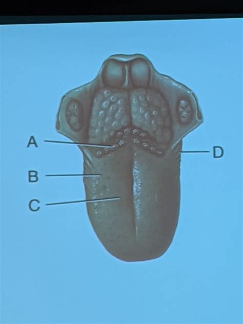 Tongue Diagram Quizlet