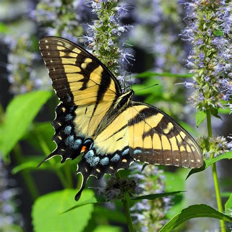 Farfalla Isolata Di Swallowtail Della Tigre Fotografia Stock Immagine