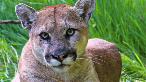 Eastern Cougars Finally Declared Extinct 80 Years After Last Person